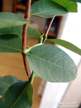 fancyboxメラノフロイア(Eucalyptus melanophloia)の画像5