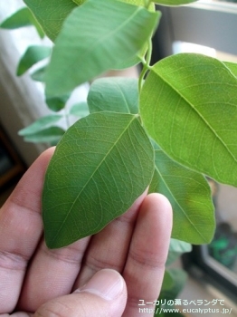 メラノフロイア (Eucalyptus melanophloia)