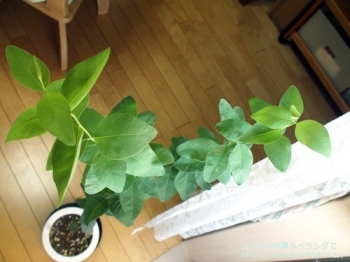 fancyboxメラノフロイア(Eucalyptus melanophloia)の画像9