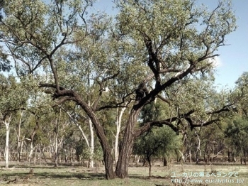 メラノフロイア (Eucalyptus melanophloia)