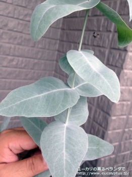fancyboxメラノフロイア(Eucalyptus melanophloia)の画像6
