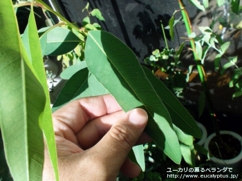 カマルドレンシス (Eucalyptus camaldulensis var. camaldulensis)