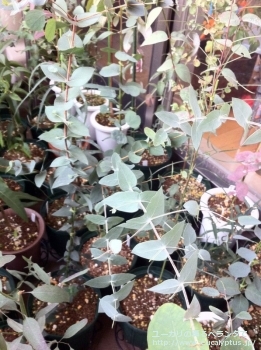 テヌイラミス (Eucalyptus tenuiramis)