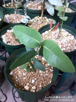 プレイシアナ (Eucalyptus preissiana)