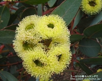 プレイシアナ (Eucalyptus preissiana)