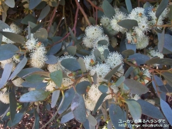 プラティパス (Eucalyptus platypus)