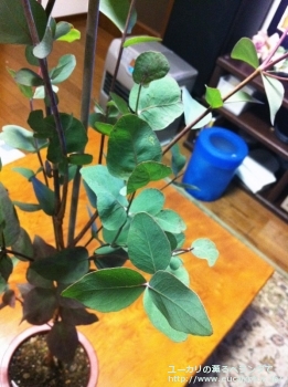 メラノフロイア (Eucalyptus melanophloia)