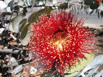 ロダンサ (Eucalyptus rhodantha)