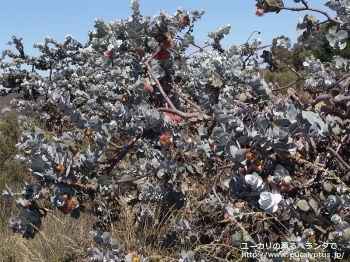 ロダンサ (Eucalyptus rhodantha)