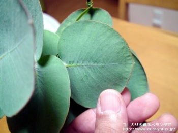 ロダンサ (Eucalyptus rhodantha)