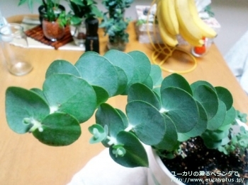 fancyboxベイビーブルー(Eucalyptus pulverulenta 'Babyblue')の画像1