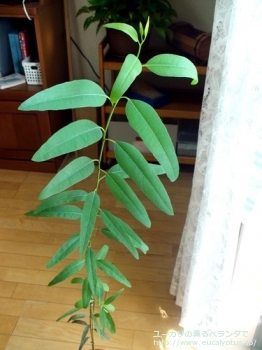 カマルドレンシス (Eucalyptus camaldulensis var. camaldulensis)