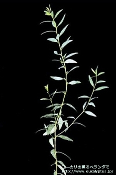 カリコゴナ (Eucalyptus calycogona)