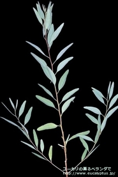 グラキリス (Eucalyptus gracilis)