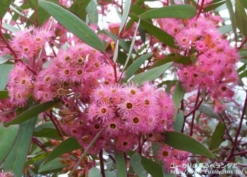 カリコゴナ (Eucalyptus calycogona)