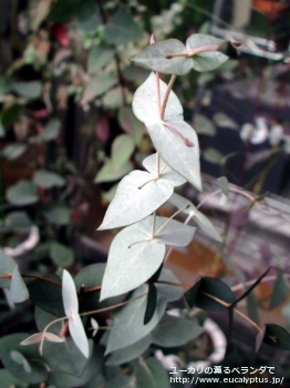 テヌイラミス (Eucalyptus tenuiramis)