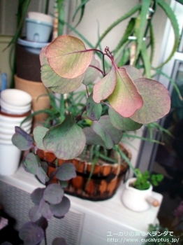 ルディス (Eucalyptus rudis)