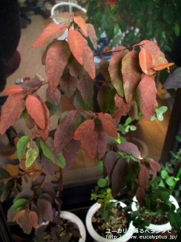 グランディス (Eucalyptus grandis)