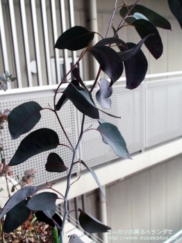 デレガテンシス・タスマニエンシス (Eucalyptus delegatensis ssp. tasmaniensis)