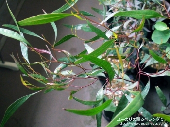 レーマニー (Eucalyptus lehmannii)