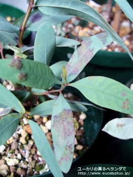 パキロマ (Eucalyptus pachyloma)