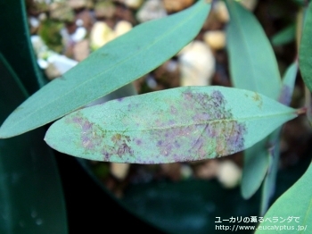 fancyboxパキロマ(Eucalyptus pachyloma)の画像7