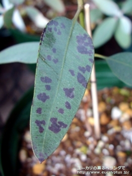 テトラプテラ (Eucalyptus tetraptera)