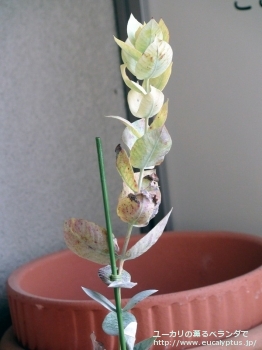 マクロカルパ・エラチャンサ (Eucalyptus macrocarpa ssp. elachantha)