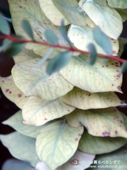 マクロカルパ・エラチャンサ (Eucalyptus macrocarpa ssp. elachantha)