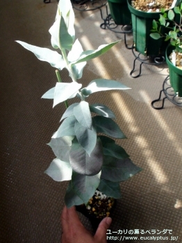 マクロカルパ (Eucalyptus macrocarpa ssp. macrocarpa)