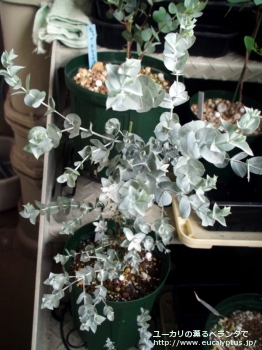 アルビダ (Eucalyptus albida)