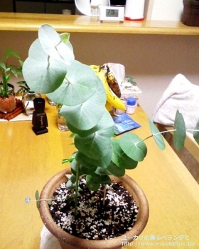 fancyboxペリニアナ(Eucalyptus perriniana)の画像1