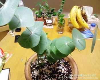 fancyboxペリニアナ(Eucalyptus perriniana)の画像2