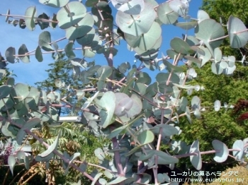 fancyboxペリニアナ(Eucalyptus perriniana)の画像3