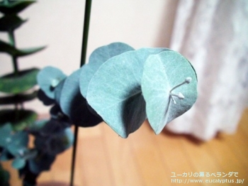 fancyboxペリニアナ(Eucalyptus perriniana)の画像5