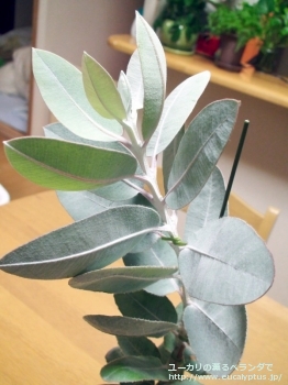 プレウロカルパ (Eucalyptus pleurocarpa)