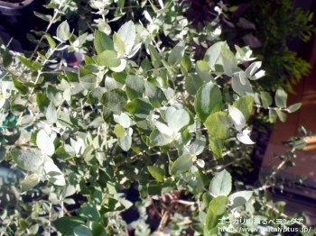 クレヌラータ (Eucalyptus crenulata)