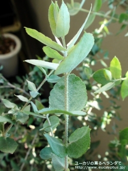 クレヌラータ (Eucalyptus crenulata)