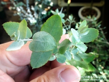 fancyboxクレヌラータ(Eucalyptus crenulata)の画像3