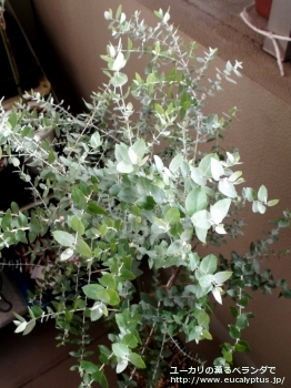 クレヌラータ (Eucalyptus crenulata)