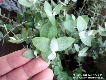 クレヌラータ (Eucalyptus crenulata)