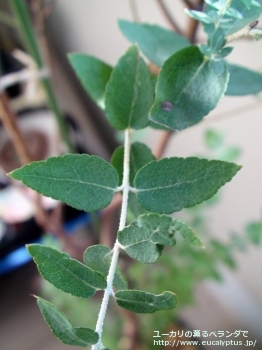 fancyboxクレヌラータ(Eucalyptus crenulata)の画像7