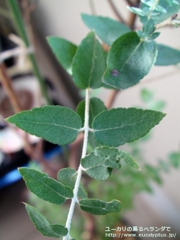 クレヌラータ (Eucalyptus crenulata)