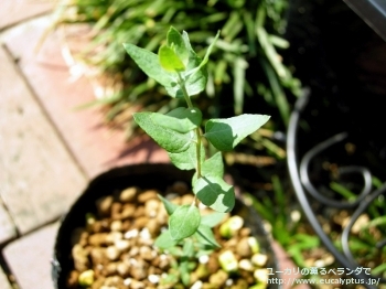 fancyboxクレヌラータ(Eucalyptus crenulata)の画像8