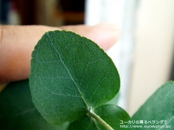 fancyboxクレヌラータ(Eucalyptus crenulata)の画像18