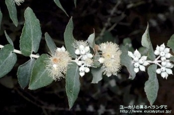 クレヌラータ (Eucalyptus crenulata)