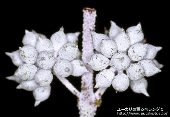 クレヌラータ (Eucalyptus crenulata)