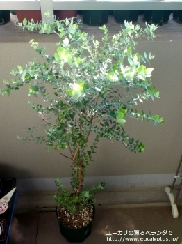 fancyboxクレヌラータ(Eucalyptus crenulata)の画像12