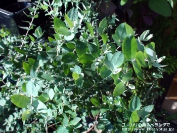 fancyboxクレヌラータ(Eucalyptus crenulata)の画像13