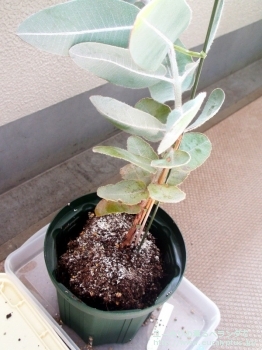 プレウロカルパ (Eucalyptus pleurocarpa)